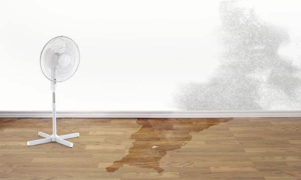 Best Flood damage cleanup  in Mitchell, IN